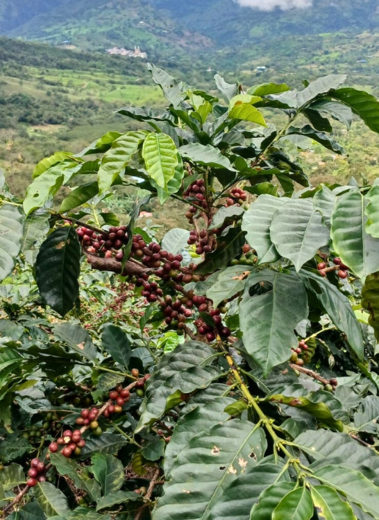 venta de cafe exportado