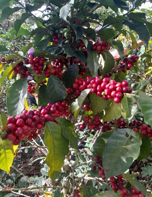 venta de cafe cafetal