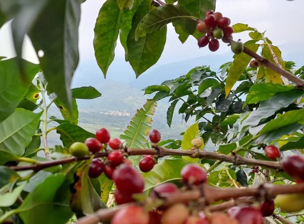 produccion de cafe colombiano