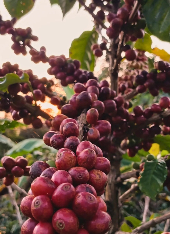 venta de cafe exportado